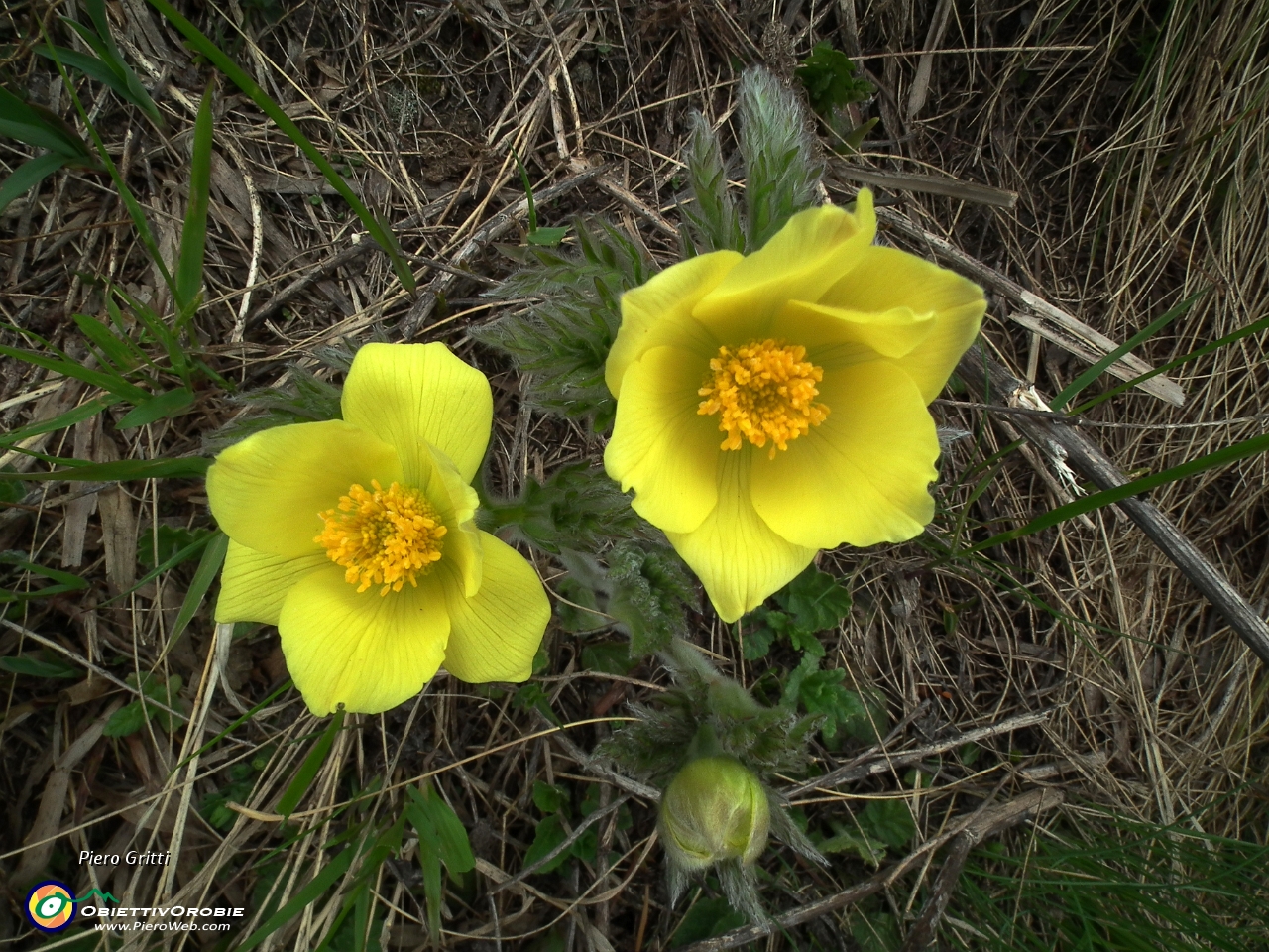 61 Anemone sulfureo (Pulsatilla Sulphurea).JPG